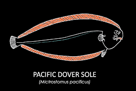 Maybe you would like to learn more about one of these? Groundfish Info Positively Groundfish