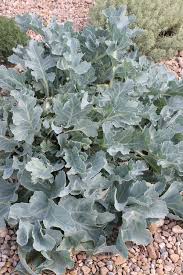 Image result for Crambe hispanica