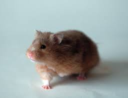 Maybe you would like to learn more about one of these? Golden Hamster Wikipedia