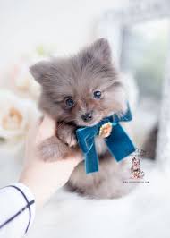Silver Merle Pomeranian Puppy For Sale Teacup Puppies 084 D Cuteteacuppuppies Silver Merle Pomeranian Pupp Teacup Puppies Pomeranian Puppy Cute Teacup Puppies