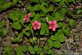 Image result for Oxalis debilis