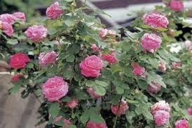 Pin On Garden Ideas