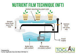 A wide variety of nft hydroponic system options are available to you What Is Nft Hydroponic Systems Toclan Asia Urban Farming Specialist