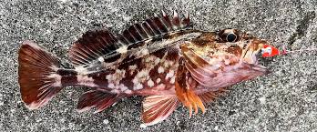 カサゴ 刺身 寄生 虫