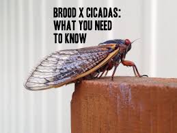 The cicadas that hatch in 2021 will drop to the ground and burrow into the earth for. Feeavmbf 6nb3m