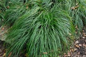 Image result for Aristida stenostachya
