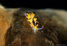 Kết quả hình ảnh cho sên biển