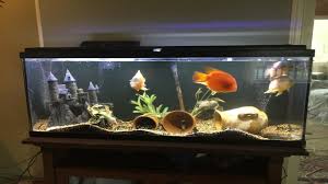 By using three lighting modes you can create a spectacular atmosphere that really showcases the fish and creates a beautiful addition to any fish room. Review On Nicrew Classicled Aquarium Light Youtube