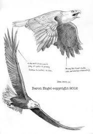 Bald Eagles 03 Eagle Drawing Bird Drawings Animal Drawings