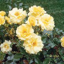 Floribunda roses offer a bouquet on every branch. Floribunda Rose Rosa Hybrid My Garden Life