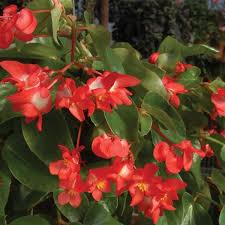 Begonia Christmas Candy Begonia Fibrous Hybrid Begonia Christmas Candy Rhizome