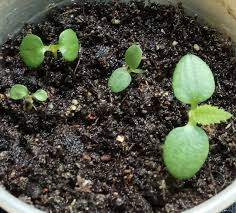 Estimated chill requirement is 500 hours. Kiwi Fruit Seedlings Seeds Furniture Home Living Gardening Plants Seeds On Carousell