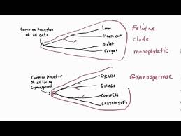 Speaker has an accent from newcastle, england. How To Pronounce Nymphaeales Howtopronounce Com
