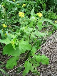They kinda work, like wallpaper for either your phone/computer. Province Of Manitoba Agriculture Wild Mustard