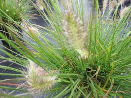 Produit par les pépinières roué, en bretagne. Pennisetum Alopecuroides Little Bunny Zwerg Lampenputzergras 20 30 Www Online Pflanzenversand De