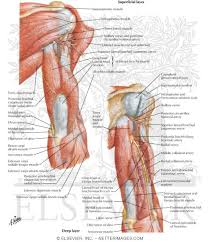 Related posts of arm muscle anatomy diagram. Atlas Of Human Anatomy 2nd Edition