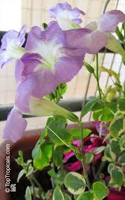 Image result for Asystasia