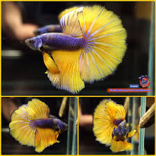 I Ve Been Importing Beautiful Bettas From My Father S Betta Farm In Thailand Because We Could Not Feed Fish Food While Quarantining If Betta Betta Fish Fish