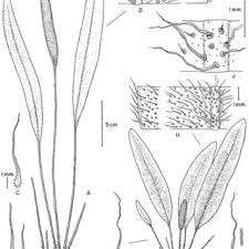 Image result for Elaphoglossum acrostichoides