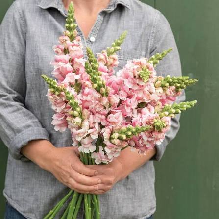 Bridal Pink - (F1) Snapdragon Seed | Johnny's Selected Seeds