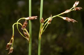 Image result for Juncus punctorius