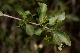 Image result for Elaeodendron