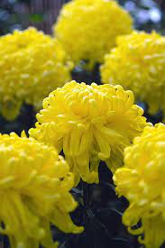 Lunar new year can be rough for singles, especially females. Irregular Incurve Chrysanthemum Chrysanthemum Flower Plants Blooming Plants