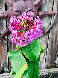 Image result for Clerodendrum buchneri