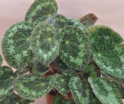 Image result for Begonia longipetiolata