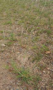 Image result for Eriochloa procera