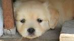 Cute Puppies - Funny Puppies Video Compilation 2017 HD