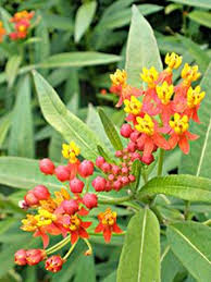 Pin By Jane Koesters On Garden In 2020 Butterfly Garden Plants Milkweed Asclepias Tuberosa