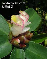 Image result for Costus afer
