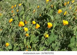 Image result for Papaveraceae