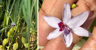 Image result for Freesia laxa