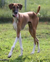 Kel Simoon Nalo At 9 Months Azawakh Sahel Sighthound Windhound Azawak Mali Niger Most Beautiful Dog Breeds Dog Breeds Animal Companions