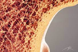 As the names suggest compact bone looks compact and the spongy bone looks like skull bone is a flat bone. Image Result For Bone Cross Section Cross Section Cross Digital Science