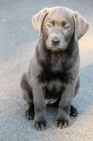 Our Beautiful Silver Lab Laney Puppy Dog Photography Puppies Doggie Pup Labrador Retriever Labradorsilver Labrador Hundebabys Labrador Retrievers Hunde Babys