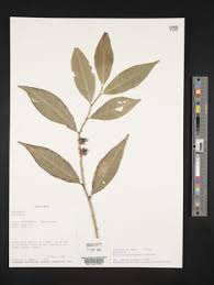 Image result for Heisteria zimmereri