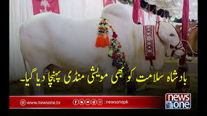 Bakra online provides qurbani services to pakistanis living in the usa, uk, canada, australia, new zealand, saudi rate list: Download Eid Al Adha 2019 Badshah Salamat Bhi Maweshi Mandi Agaye In Hd Mp4 3gp Codedfilm