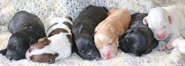 Maybe you would like to learn more about one of these? Available Puppies South Florida Australian Labradoodles Labradoodle Puppies Labradoodle Breeders