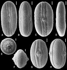 Image result for Anisotes formosissimus