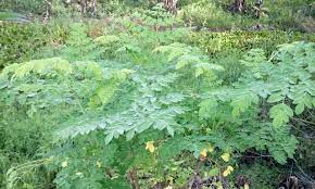 Teh celup daun kelor, jual teh daun kelor, teh herbal daun kelor, khasiat teh daun kelor hub wa : The Amazing Plant Drumstick Tree Daun Kelor Wonder Farm Organic