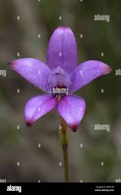 Image result for Mostuea brunonis