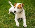 Parson Russell Terrier Puppies For Sale - AKC PuppyFinder
