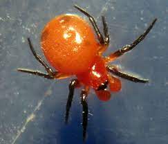 Orange and black spider looking bug. Dwarf Spider What S That Bug