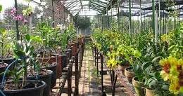 Jenis tanaman hias dan contohnya. Jenis Produksi Budi Daya Tanaman Hias