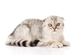 Maybe you would like to learn more about one of these? Scottish Fold Schottische Faltohrkatze Charakter Haltung Pflege