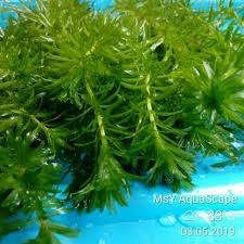 Im proud of gorgeous flower photos for the period. Hydrilla Sp Pokok Air Aquatik Shopee Malaysia