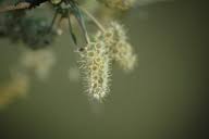 Image result for Terminalia sericea ×  trichopoda